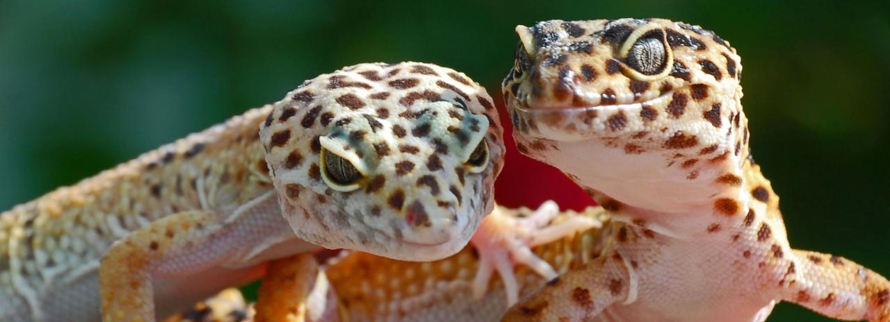 Cara Memelihara Leopard Gecko agar Tetap Sehat dan Aktif