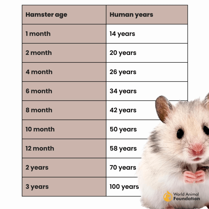 Bagaimana Cara Mengetahui Usia Hamster dari Penampilannya?