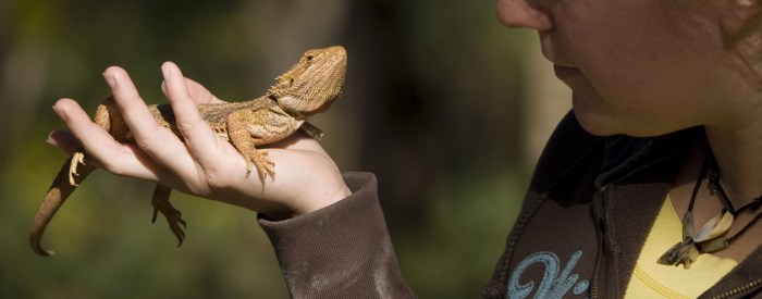 Bagaimana Cara Membiasakan Reptil Baru di Lingkungan Anda?