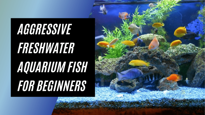 Aggressive freshwater cichlid getty thesprucepets