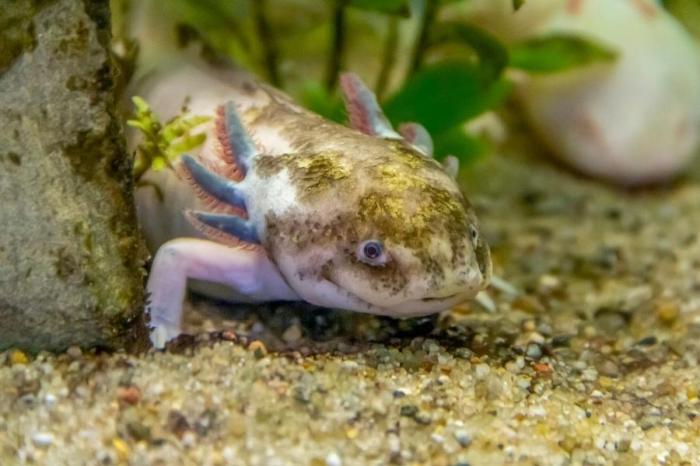 Bagaimana Cara Mengenali Tanda-Tanda Axolotl Anda Stres?