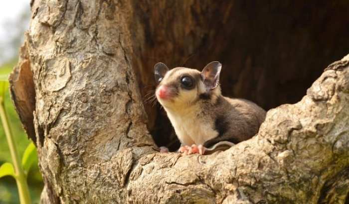 Sugar glider habitat animals description