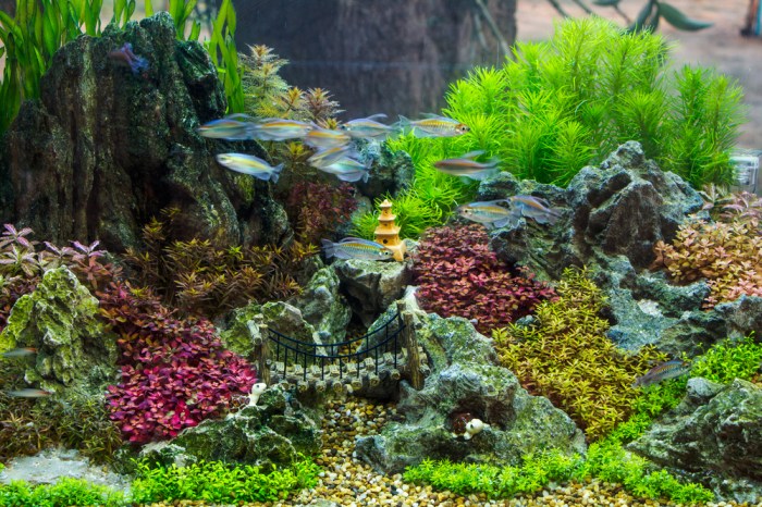 Aquascape