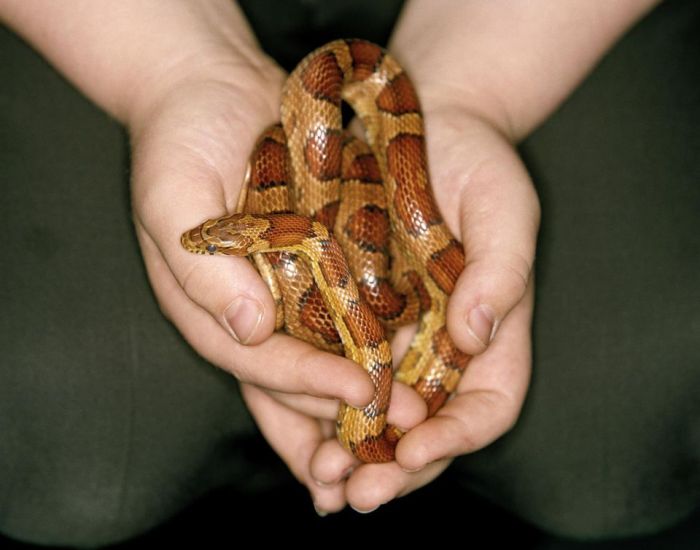 Snakes boa sand care snake pet beginners easy reptiles white small smallest feel reptile around hand wrapped kenyan love sheet