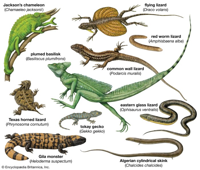 Adaptations faulkner reptiles