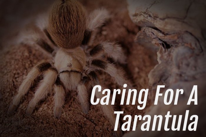 Tarantula honduran tarantulas caring