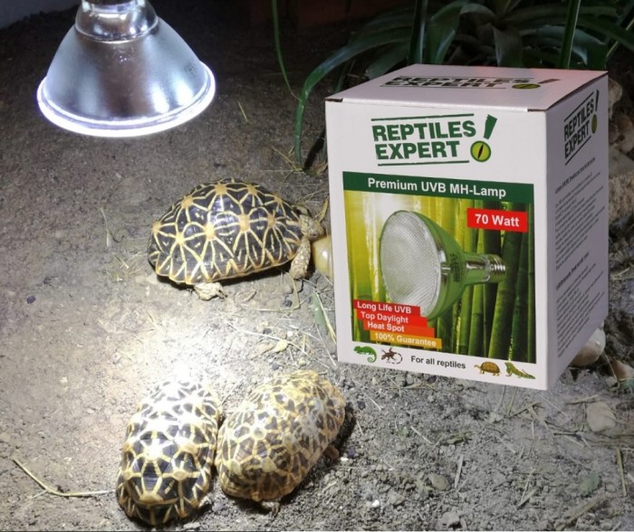 Cara Memilih Lampu UVB Terbaik untuk Reptil Anda