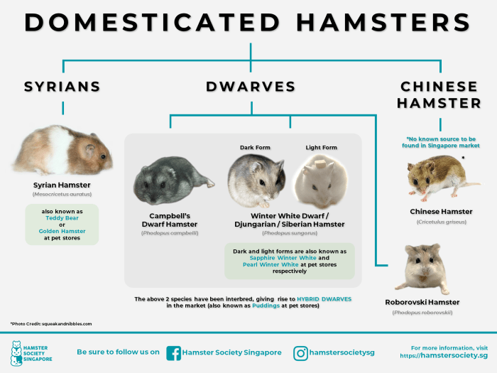 Hamster dwarf hamsters djungarian siberian breeds hungry criceto inverno nana bianca eating adult siberiano affamata sveglia femminile domestic siberische leuke