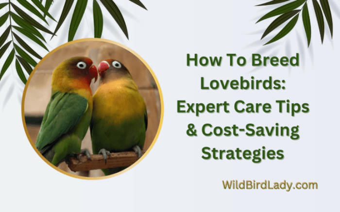 Opaline chart breeding birds love african lovebirds fischeri blue pet expectations charts bird uploaded user saved