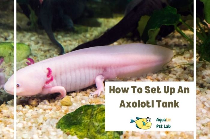 Axolotl enclosure gali builds minecraftbuilds