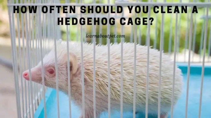 Clean hedgehog