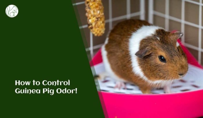 Guinea odor eliminators cages pig