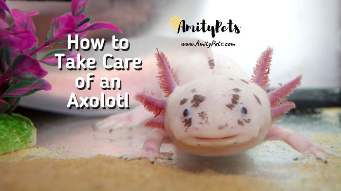 Panduan Memelihara Axolotl: Habitat, Pakan, dan Perawatan