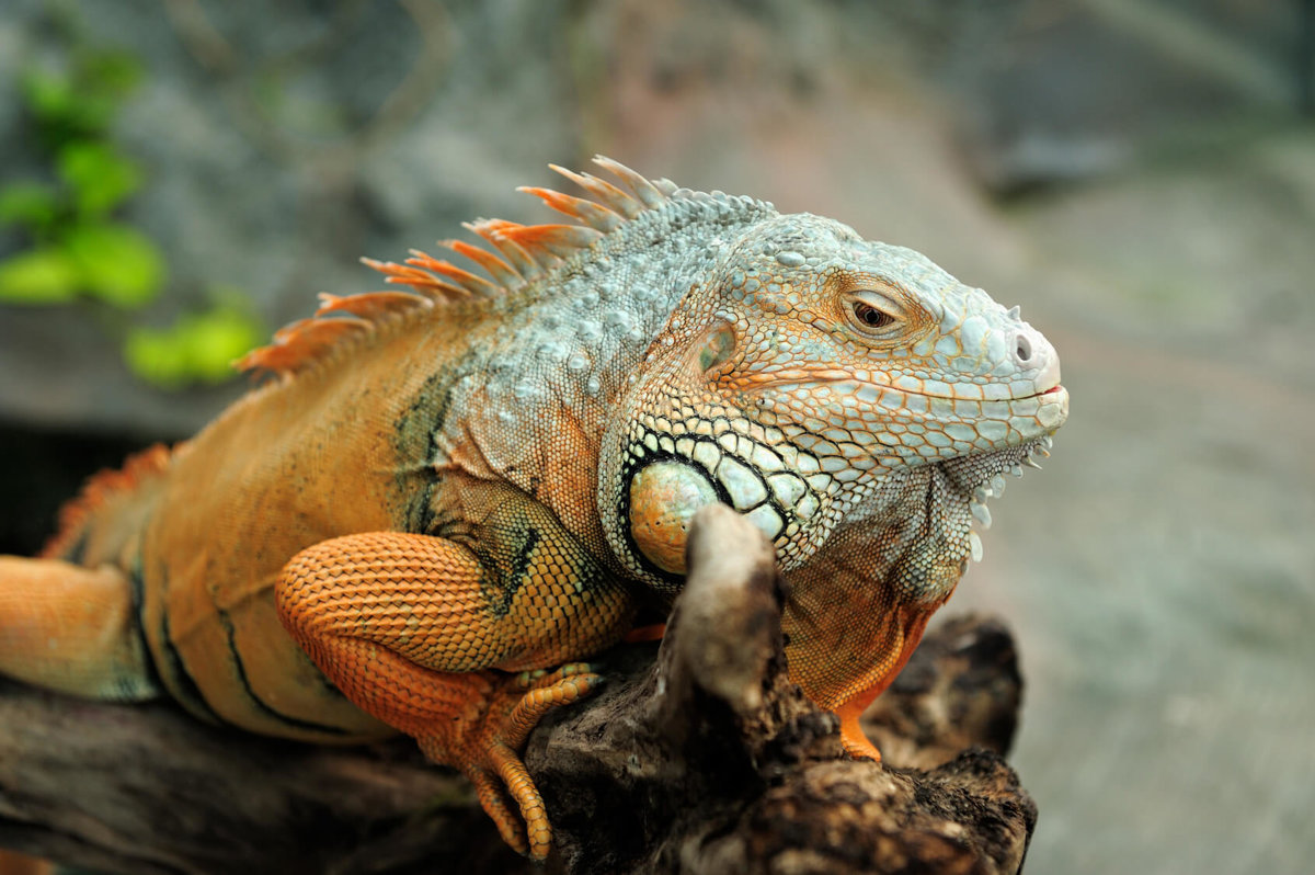 Iguanas iguana rogerdhall leguan facts interessante fakten reptiles via pet meowlogy kunjungi tiere deko365