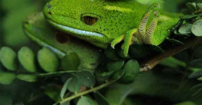 Manfaat Menambahkan Tumbuhan Hidup di Kandang Reptil