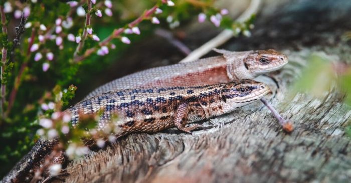 Panduan Menjaga Kebersihan Kandang Reptil Tanpa Membahayakan Hewan