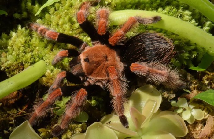 Tips Merawat Tarantula untuk Pemula yang Baru Mulai