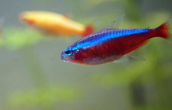 Panduan Memelihara Ikan Neon Tetra untuk Pemula