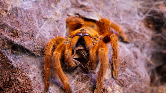 Tarantula spider tarantulas buying know before reptiles criminal