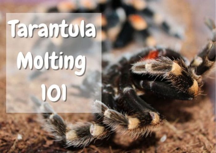 Panduan Menjaga Kesehatan Kaki Tarantula yang Baru Molting