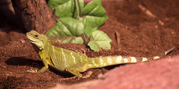 Cara Mengenali Reptil yang Stres dan Langkah Mengatasinya