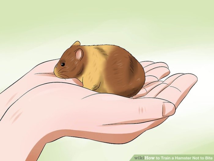 Bagaimana Mengajari Hamster untuk Tidak Menggigit Tangan Anda?