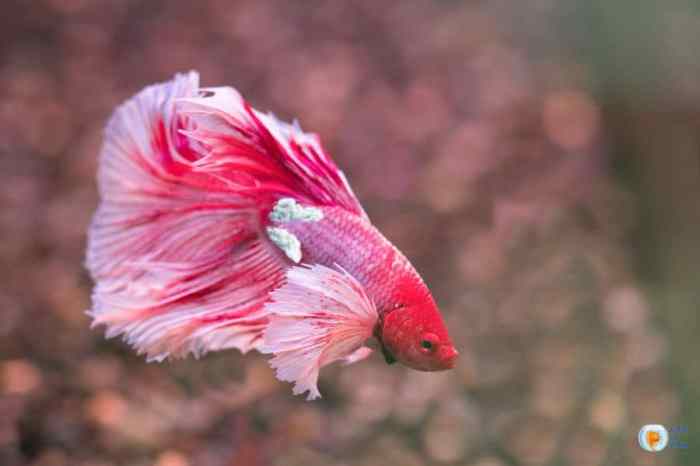 Columnaris betta disease