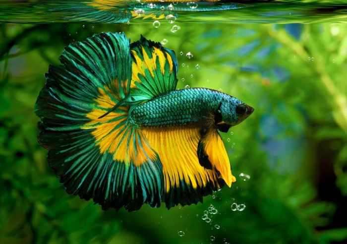 Fish small betta aquarium list types pet species tropical pets koi choose board