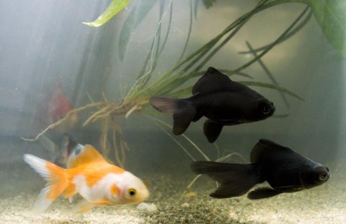 Cloudy tank aquariums causes clues