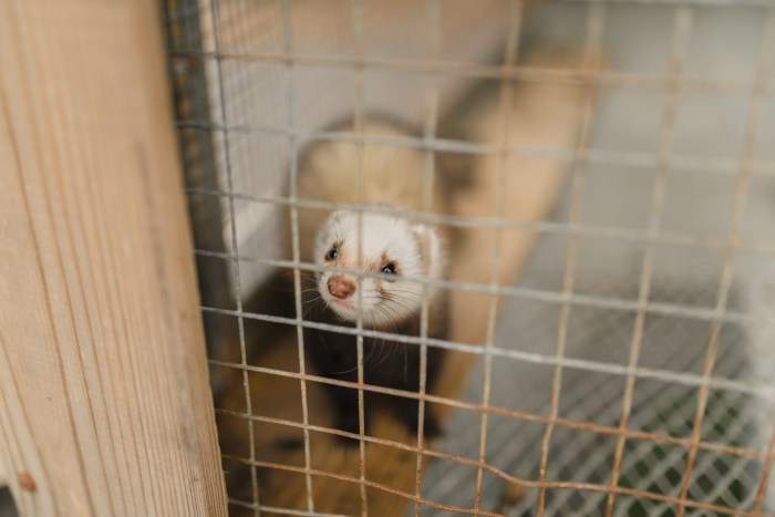 Hutchandcage ferrets trained