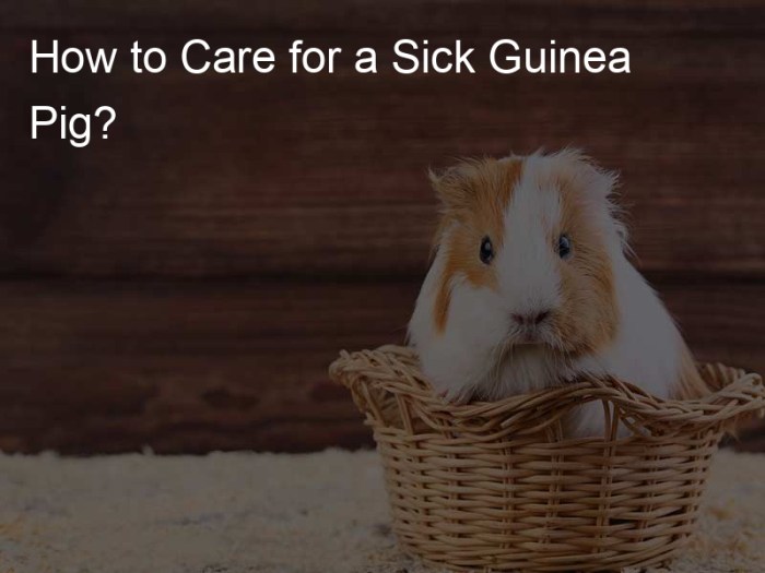 Cara Menangani Guinea Pig yang Sakit: Tanda dan Solusinya