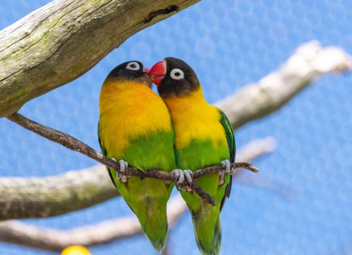 Panduan Merawat Burung Lovebird agar Tetap Rajin Berkicau