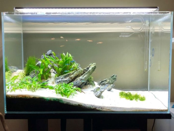 Tips Membuat Aquascape Sederhana dengan Budget Terbatas