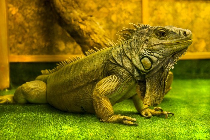 5 Jenis Iguana yang Cocok untuk Kolektor Pemula