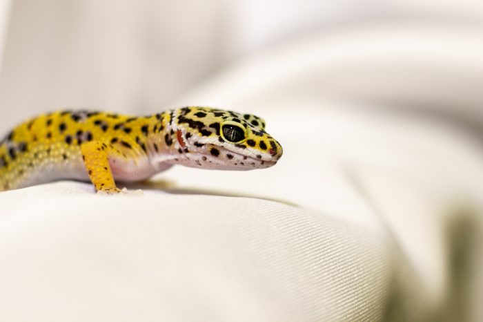 Cara Memelihara Leopard Gecko agar Tetap Sehat dan Aktif