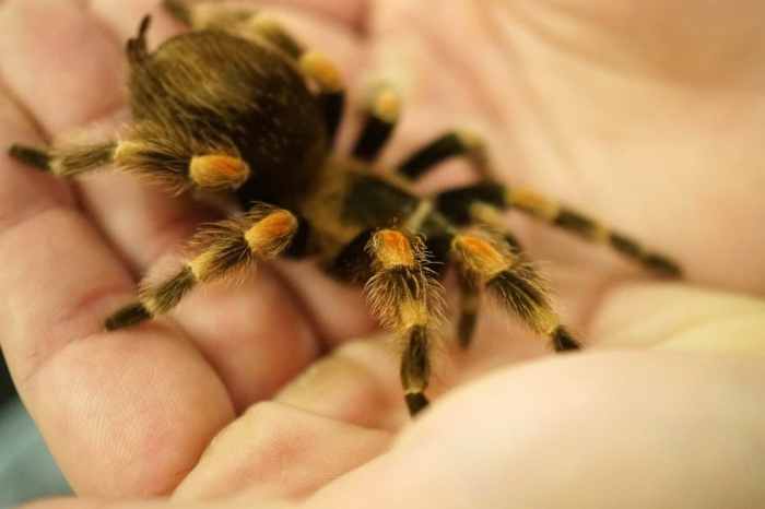 Apa yang Perlu Anda Ketahui Sebelum Memelihara Tarantula?