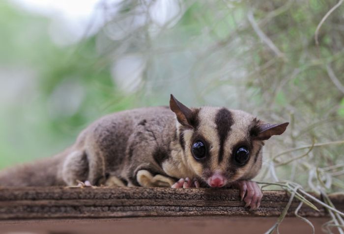 Mengatasi Masalah Kelembapan di Habitat Sugar Glider