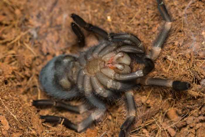 Tarantula molting red kneed zoo