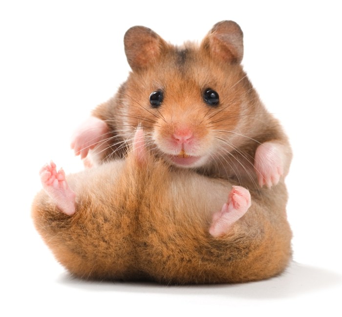 Daftar Hamster yang Cocok untuk Pemula: Jenis dan Karakteristik