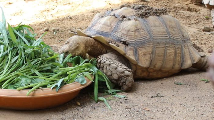 Makanan Alami untuk Tortoise: Apa yang Aman dan Tidak?